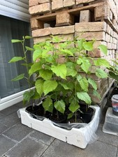 Bio maulbeerbaum maulbeeren gebraucht kaufen  Leimen
