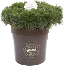 Pinus mugo mughus usato  Roma