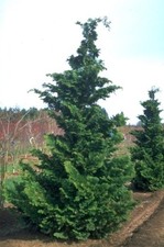 Fernspray hinoki cypress for sale  Pelzer