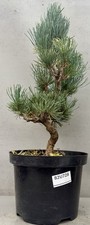japanese bonsai tree for sale  LUTTERWORTH