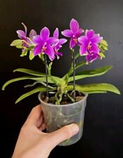 Phalaenopsis love potion for sale  NOTTINGHAM