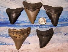 Megalodon shark teeth for sale  Hinesville