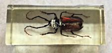Grand coléoptère rouge d'occasion  Véron