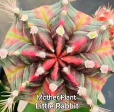 Gymnocalycium variegated clone for sale  Indianapolis