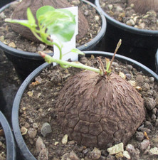 Dioscorea sylvatica choice for sale Dioscorea sylvatica choice for sale  BRISTOL
