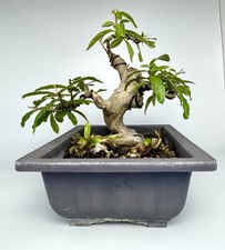 Pre bonsai dwarf for sale  Dunedin