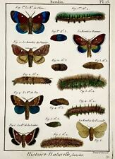 1794 latreille farfalle usato  Spedire a Italy