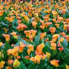 Apricot lady calla for sale  Gassville