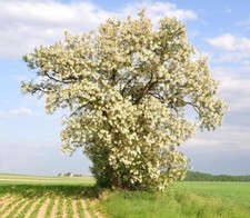 Black locust tree for sale  Russell