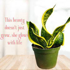 Twisted sansevieria plant. for sale  El Monte