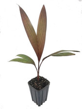Maroon crownshaft palm for sale  USA