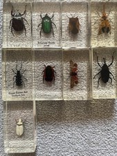 Real insects resin for sale  PETERBOROUGH