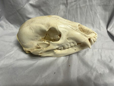 Black bear skull for sale  Houston