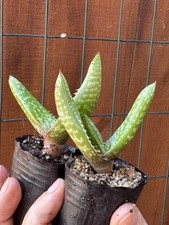 Two plants aloe for sale  San Diego