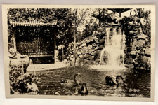 Rppc australian black for sale  Elverson