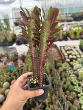Live euphorbia african for sale  Lake Wales