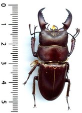 Lucanidae dorcus titanus d'occasion Lucanidae dorcus titanus d'occasion  France