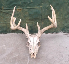 Point white tail for sale  Ferdinand