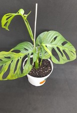 Monstera adansonii aurea gebraucht kaufen  Siegen