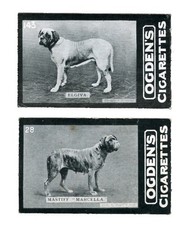 Mastiff old english for sale  UK