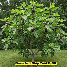 Chicago hardy fig for sale  Fort Mill