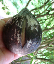 Vintage stone fruit for sale  Bedminster