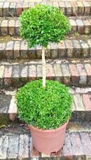 Buxus sempervirens duo for sale  BECCLES