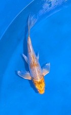 5.5 inches ginrin for sale  Sacramento