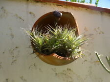 Tillandsia soleil suspendre d'occasion  Saint-Cyprien