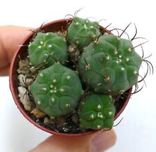 Matucana madisoniorum code usato  Napoli