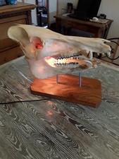 Taxidermie crâne sanglier d'occasion  Dijon