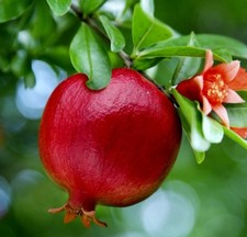 Live plants pomegranate for sale  Deville