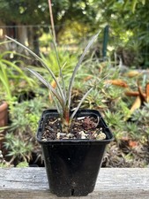 Dyckia jonesiana rare d'occasion  Toulouse-