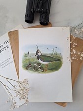Lapwing vintage bird for sale Lapwing vintage bird for sale  DERBY