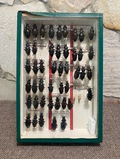 Cabinet curiosité boite d'occasion  Melun