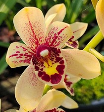 Cymbidium prakai dao for sale  New Orleans