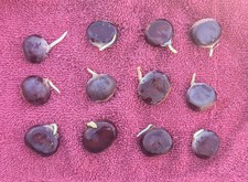Chinese chestnut seeds for sale  Hope Mills