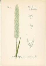 Chromolithographie : Gewöhnliches Bürstengras. Polypogon monspeliensis Desf. Gra na sprzedaż  Wysyłka do Poland