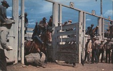 Horses rodeo cowboy for sale  USA