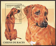 Rhodesian ridgeback dog usato  Spedire a Italy