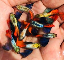 12 aquarium guppies for sale 12 aquarium guppies for sale Houston