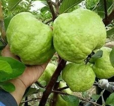 Big indonesian guava for sale  Littleton