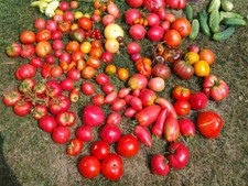 Tomatensamen red butter gebraucht kaufen  Grevenbroich