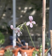 Pelargonium qinquelobatum seed for sale  STOWMARKET