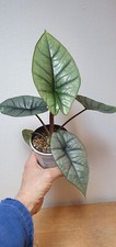 Pianta alocasia platinum usato  Brenner