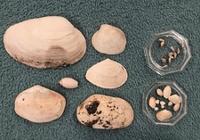 Pleistocene age marine for sale  La Mesa