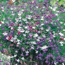 Delightful trailing lobelia for sale  WELSHPOOL
