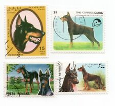 Doberman pinscher collection for sale  COLEFORD