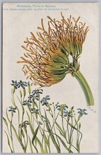 Bermuda plant series for sale  GLASGOW