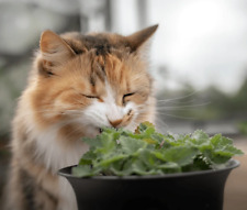 Herb white catnip for sale  KEIGHLEY